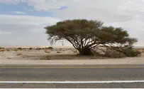 נמצאה גופת טייס האולטרלייט שנעלם אתמול