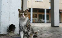 Как кошка помогала преступникам