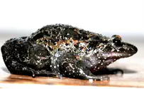 'Extinct' Frog Appears in Israel