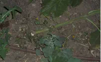 Arabs Cause Destruction in Hevron Fields