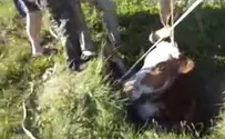 Видео: корова упала в 5-метровый колодец. Спасали