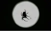 פלאש 90 להיזהר גם מעכבישים ארסיים בעונת הקיץ
