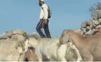 בעלי העדר שנגנב: לצבא לא ברור מי כאן האויב