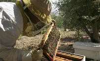 Disappearing Bees Means Less Rosh Hashana Honey