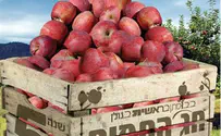 תיירות: הפנינג תפוחים וחקלאות