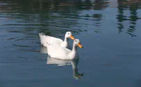 Egypt Arrests ‘Zionist Spy Duck’