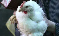 כשרות עופות 'הוד חפר' ו'עוף הבירה' - טובה