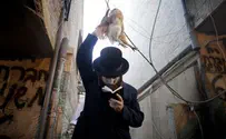 הרבנות: גם ב'כפרות' חל איסור צער בעלי חיים