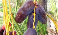 World's Largest Date on Display in President's Sukkah