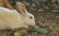 סוף עצוב: הארנב שוחרר לטבע - ונטרף