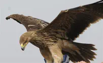 Hezbollah TV: 'Israeli Spy Eagle' Caught in Lebanon