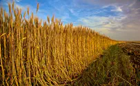 TAU Study Links Empire Collapse, Climate Change