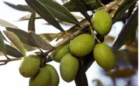 זית - פרי נגוע. לקנות רק מכשרות טובה