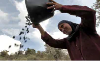 Britain and Germany Block PA Olive Council Bid