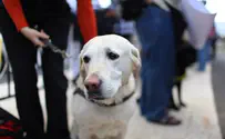 Canada: Muslim Cabbies Refuse Blind With Dogs