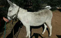 הפקחים החרימו אתון שסבלה מהתעללות