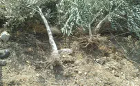 'לחקור הפרובוקציות במסיק'