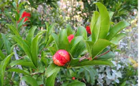 Michelle Baruch's Photo Essay: Tu Bishvat