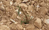 כרמל: נמשכות ההתנכלויות למטעים