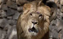 Escaped Lion Kills Man Amid 'Apocalyptic' Georgia Flood Disaster