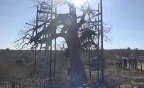 משקמים ומרפאים את עץ האלון בבית אל