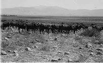 INN: LBD Israel's History in Pictures: Buffalo
