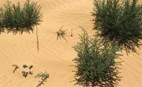 20 עצורים בחשד לגניבת חול נרחבת
