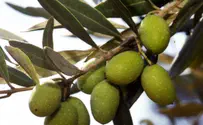 זיתים ופעילות הגופנית – יש קשר?