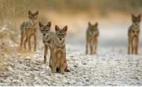 Possibly Rabid Jackal Shot in Tiberias After 12 Attacks