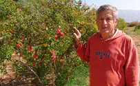קק"ל: זן רימונים לכל השנה