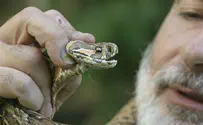 בן 40 הוכש על ידי נחש צפע, מצבו קשה