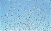 INN: RS Israel's History in Pictures: Locust Plague, 1915