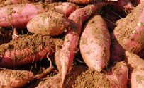US-Israel Recipes: Passover Sweet Potato Casserole