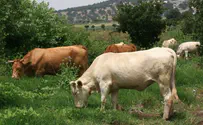 Kibbutz Boy Nearly Killed By Cow Excrement