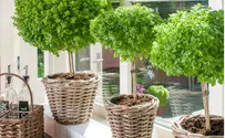 Award-Winning 'Basil Tree' Comes Home to Israel