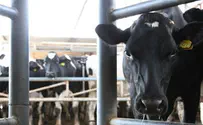 Cow Manure Kills Kibbutz Boy