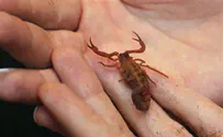 Scorpions On A Plane