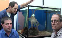 Why Do Octopuses Not Get Tangled Up?