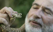 Poisonous Snake in Northern Tel Aviv Kindergarten