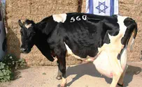 והפרות הזוכות הן... 