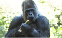 Man in Gorilla Suit Shot With Powerful Tranquiler at Spanish Zoo