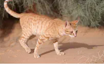 'Cat Man' of Bat Yam Collected, Froze Dozens of Dead Animals