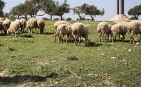 העדר שהוחרם בגבעת הבלאדים הוחזר לבעליו