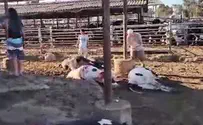 תאחדות מגדלי הבקר פגיעה ישירה של רקטה ברפת