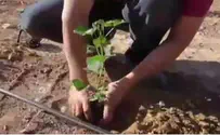 What War? Christian Zionists Help Israeli Farmers in Tough Times