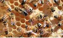 Jews and Bees on their Way to Japan