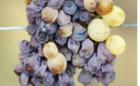 Sen. Schumer to Israel: Import More Grape Juice