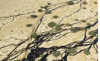 Officials Warn Israelis to Keep Away From Oil Spill Site