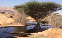 למנוע מהנפט שדלף להגיע למפרץ אילת
