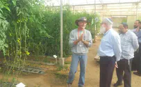 פתרון הלכתי לחקלאים שנפגעו ב"צוק איתן"